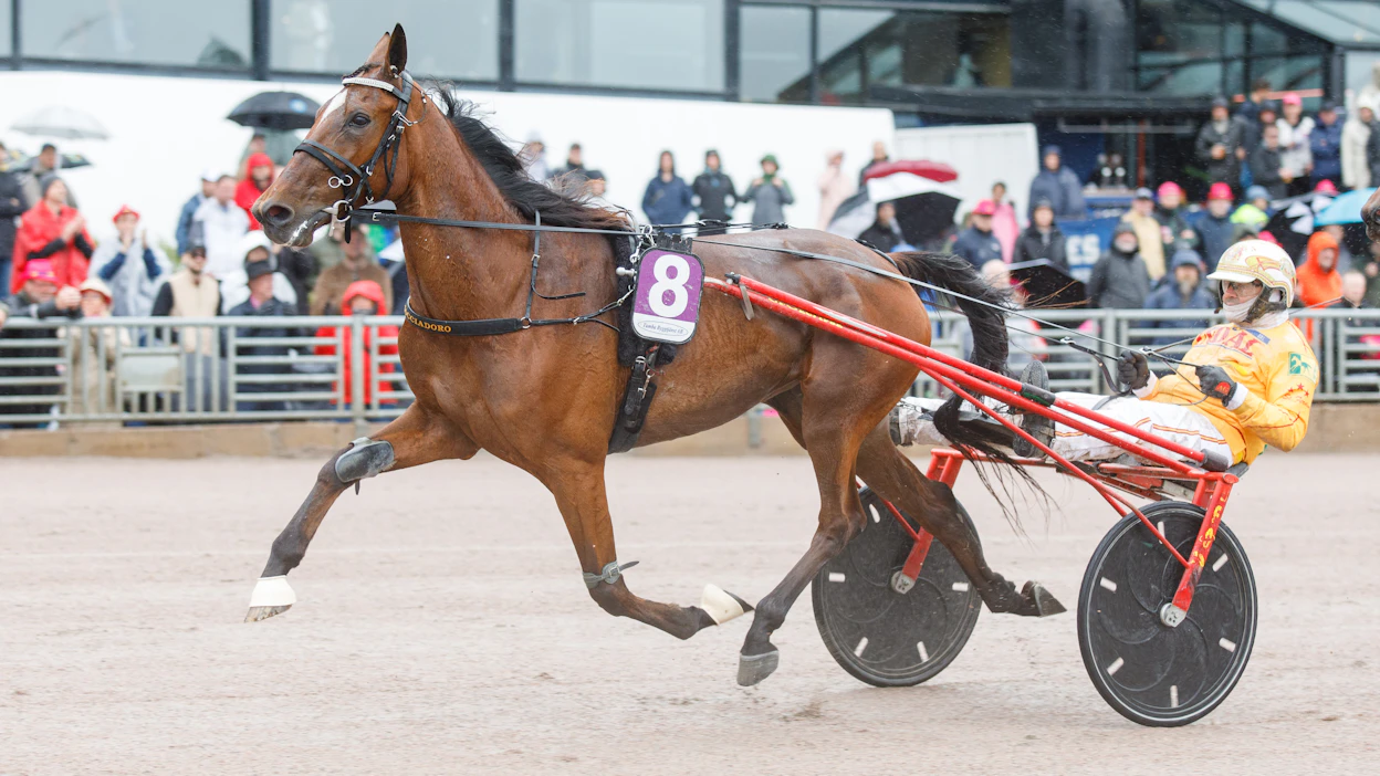 Zeudi Amg ihastutti raviyleisöä Elitloppet-lauantain ylivoimavoitollaan.
