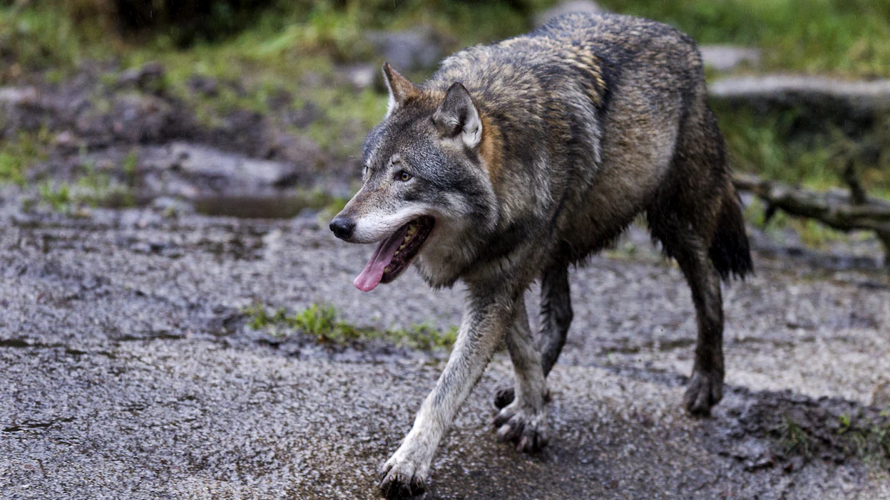 DNA-näyteanalyysien perusteella laumassa oli kahdesta kuuteen koirasutta. Arkistokuva.