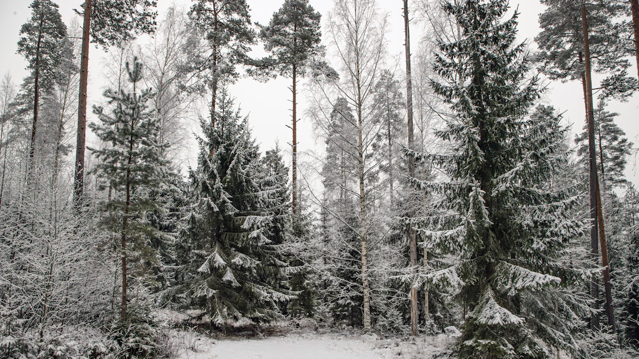 Ruskovyökaristetta aiheuttava sieni voi levitä kotimaisiin mäntyihin. Kuvituskuva.