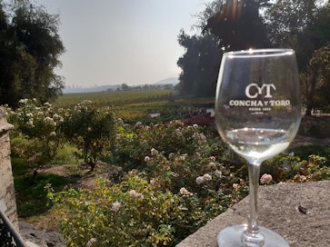 Viinitarha Chilessä pääkaupunki Santiagon lähettyvillä. Kuva on otettu vuonna 2019.