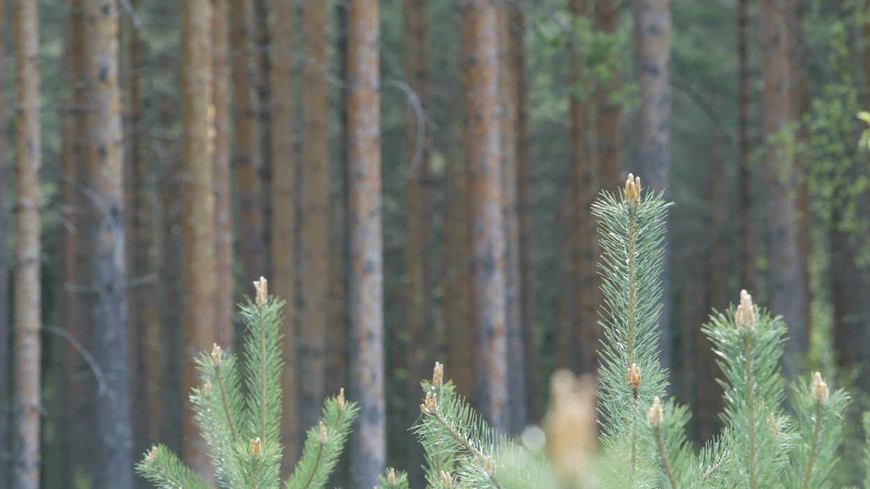 Tämänkaltainen metsä voisi siivittää tavoitteisiin, kun halutaan kasvattaa metsän hiilinieluja.