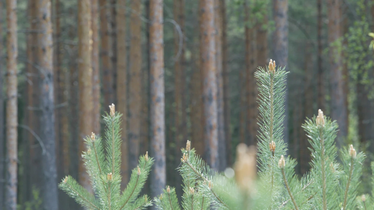 Havupuut kasvavat pituutta pyrähtäen alkukesästä. Kesä-heinäkuun vaihteessa osin päällekkäin pituuskasvun kanssa alkaa paksuuskasvu. Siitä puolet tapahtuu heinäkuussa.