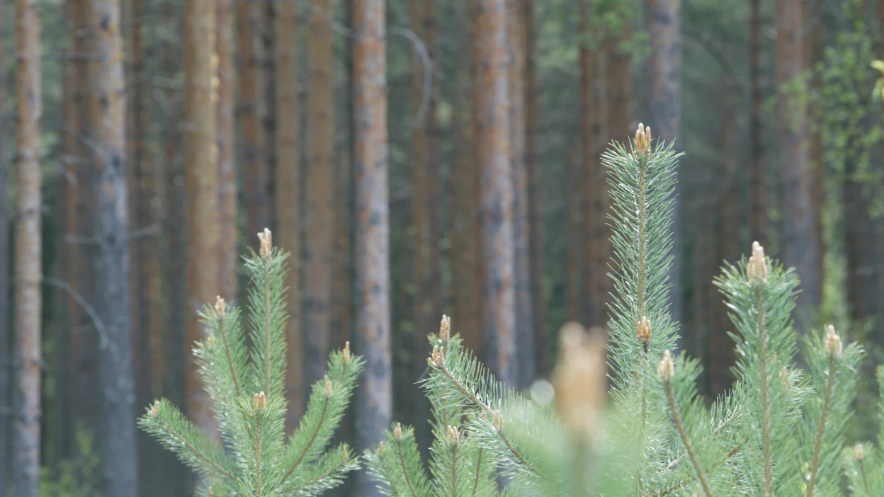 Metsäteollisuus on orastavan kasvun kynnyksellä, mikä kirittää puukauppaa ja kantohintoja.