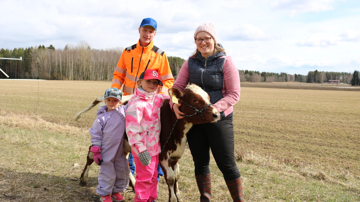Aspilan perhetiimi, Annakaisa ja Matti sekä tyttäret Ainomari ja Martta pitävät yhtä tilan töissä. Kuvassa Tiana-Trösseli-vasikka, joka on tyttöjen nimeämä.