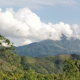 Lämpötilaero metsän aluskasvillisuuden ja puiden latvuksen välillä voi olla monta astetta. Trooppista metsää Laosissa.