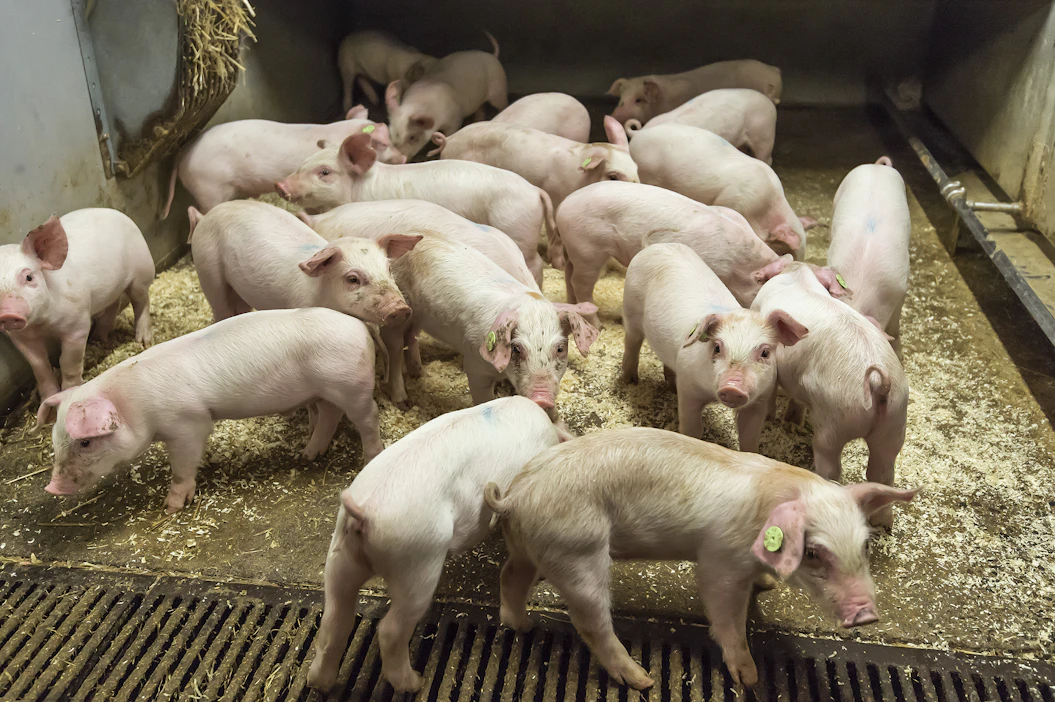 Sika- ja siipikarjatilat ovat tutkijan mukaan herkempiä kustannusten äkillisille nousuille kuin esimerkiksi maitotilat.