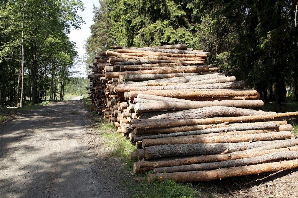 Metsä Group houkuttelee metsänomistajia toimittamaan syksyllä itse puuta  tien varteen – täkynä aikaisuuslisä - MT Metsä - Maaseudun Tulevaisuus