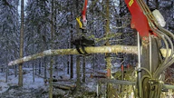 Kauempana ajourasta olevien pölkkyjen poiminnassa voidaan hyödyntää pitopuumenetelmää nosturin sijaan.