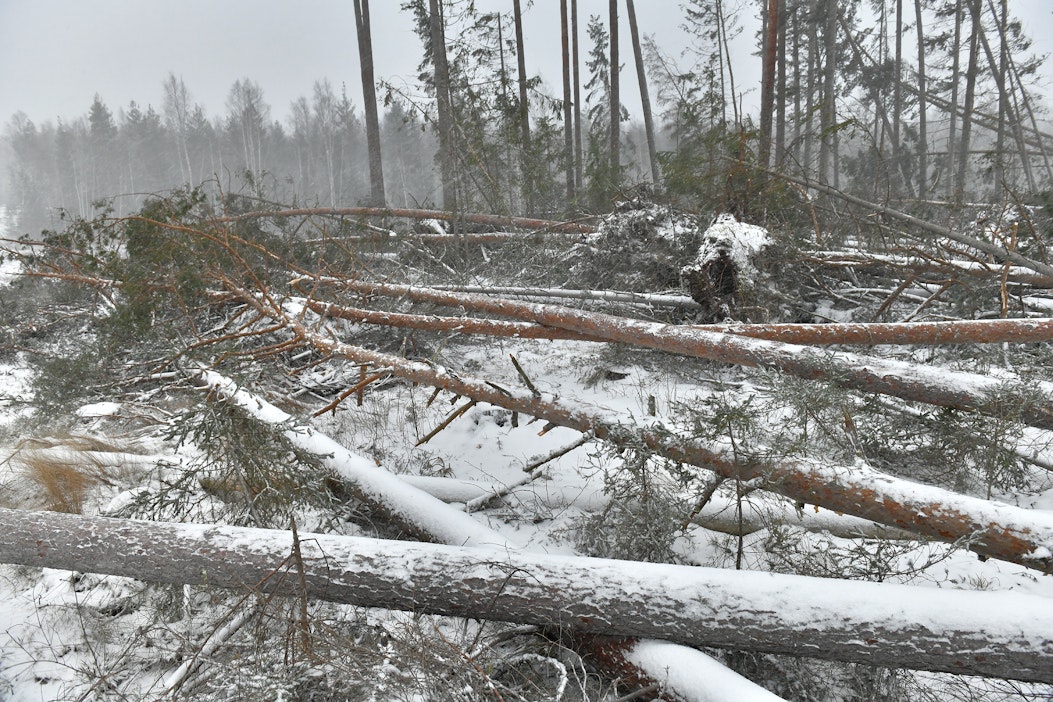 Hannes-myrskyn kaatamia puita Uudessakaupungissa.
