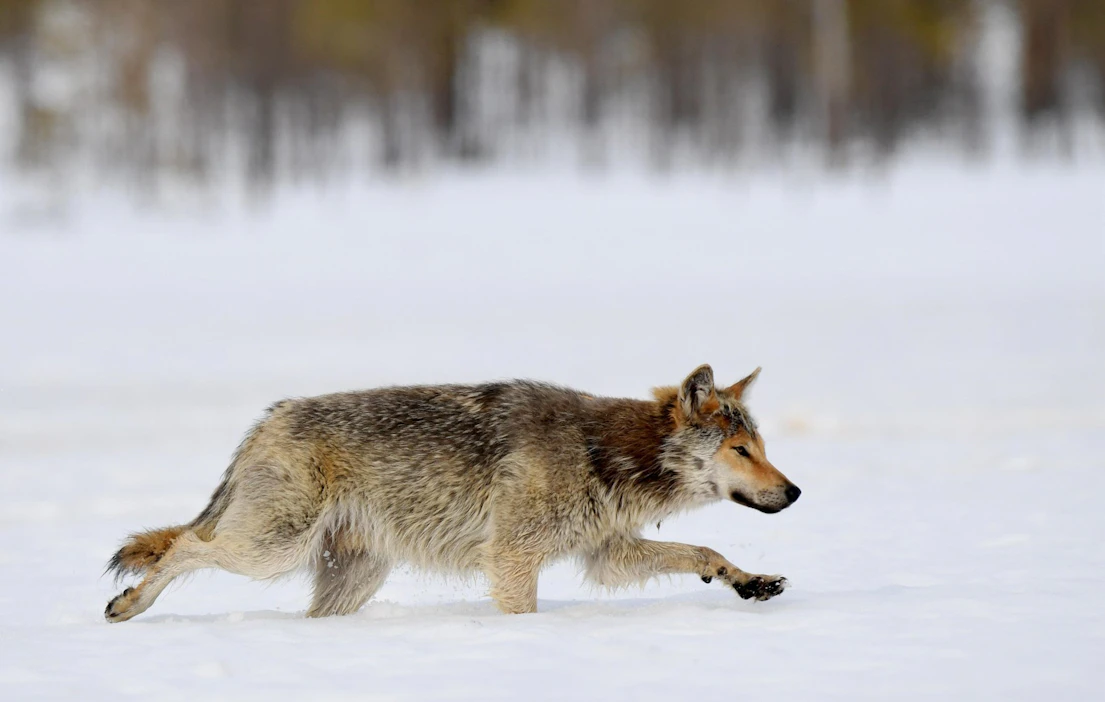 Vaasan hallinto-oikeus on kumonnut susien kaatoluvan Etelä-Pohjanmaan Kauhajoen kaupungin ja Satakunnan Karvian kunnan alueilla Lauhanvuoressa. Kuvituskuva. LEHTIKUVA / Jussi Nukari.