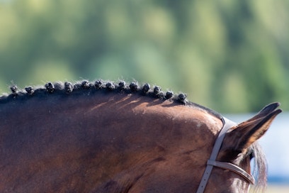 Ratsastajainliitto kokoontuu sunnuntaina kevätkokoukseen kriisitunnelmissa.