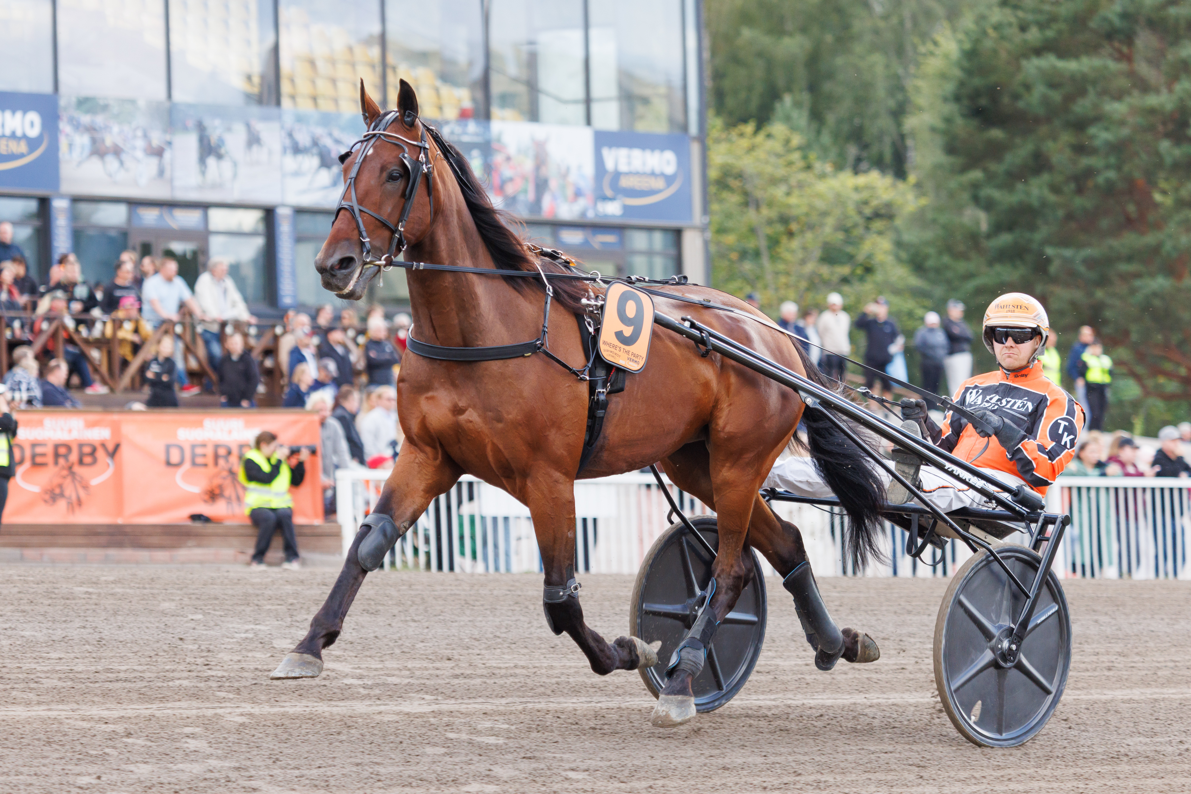 Where’s The Party sijoittui Derbyssä kolmanneksi. Seuraavaksi nelivuotias starttaa JTT-finaalissa.
