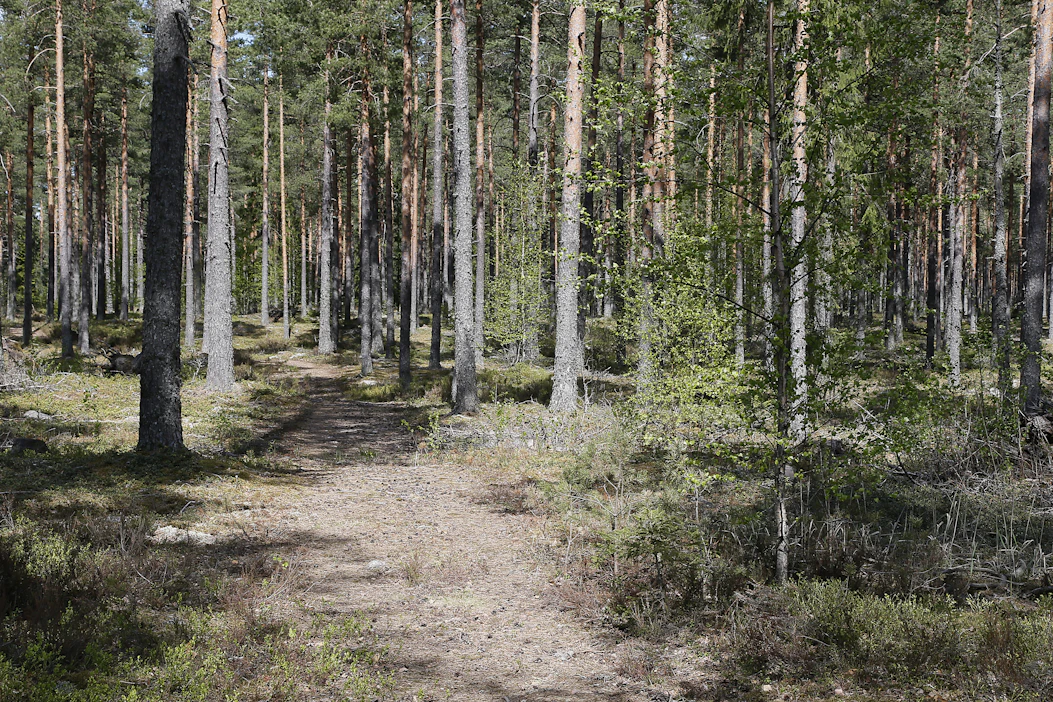Aarteen lukija miettii, mahtaako hänen mielipolkunsa säilyä myös tulevaisuudessa. Kuvituskuva.