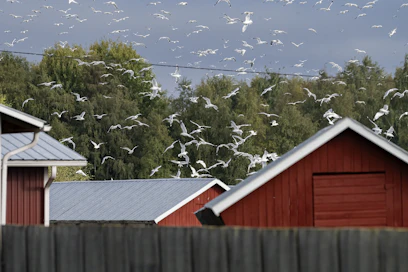 Valtaosa Suomen turkistarhojen lintuinfluenssatartunnoista on todettu Keski-Pohjanmaan maakunnassa. Kuvituskuva.