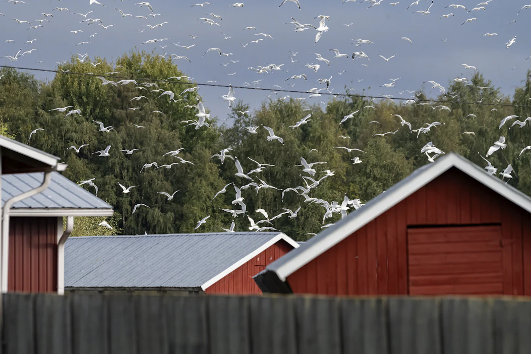 Valtaosa Suomen turkistarhojen lintuinfluenssatartunnoista on todettu Keski-Pohjanmaan maakunnassa. Kuvituskuva.