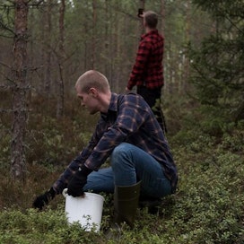 Petri Haavisto tulee lähiviikkoina kyykkimään Tommi Lahden kanssa Porin seudun metsissä mustikanpoiminnassa.