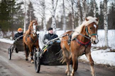 Oikaraisten 4-vuotiaat suomenhevosorit ovat saaneet reippaasti treenikilometrejä. Edessä Rauno Oikaraisen ajama Predaattori ja takana Santeri Oikaraisen Ukon Toivo.