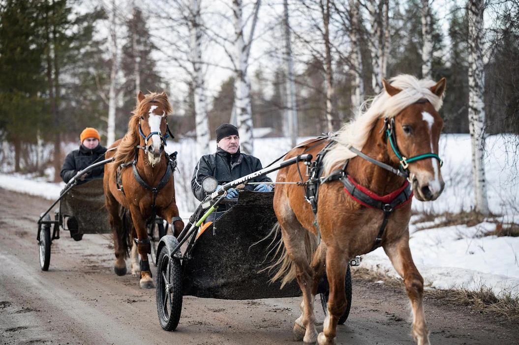 Oikaraisten 4-vuotiaat suomenhevosorit ovat saaneet reippaasti treenikilometrejä. Edessä Rauno Oikaraisen ajama Predaattori ja takana Santeri Oikaraisen Ukon Toivo.