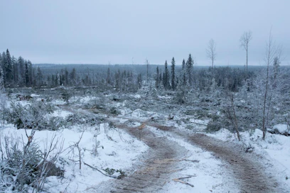 Avohakkuut herättävät keskustelua.