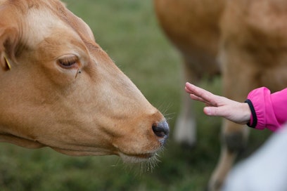 Ruotsissa vain yhdessä kunnassa lehmien määrä päihittää ihmisten määrän.