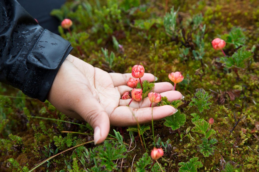 Tiesitkö? Poimitut marjat saa myydä verovapaasti vain, jos niitä ei survo  tai pakasta - Ruoka - Maaseudun Tulevaisuus