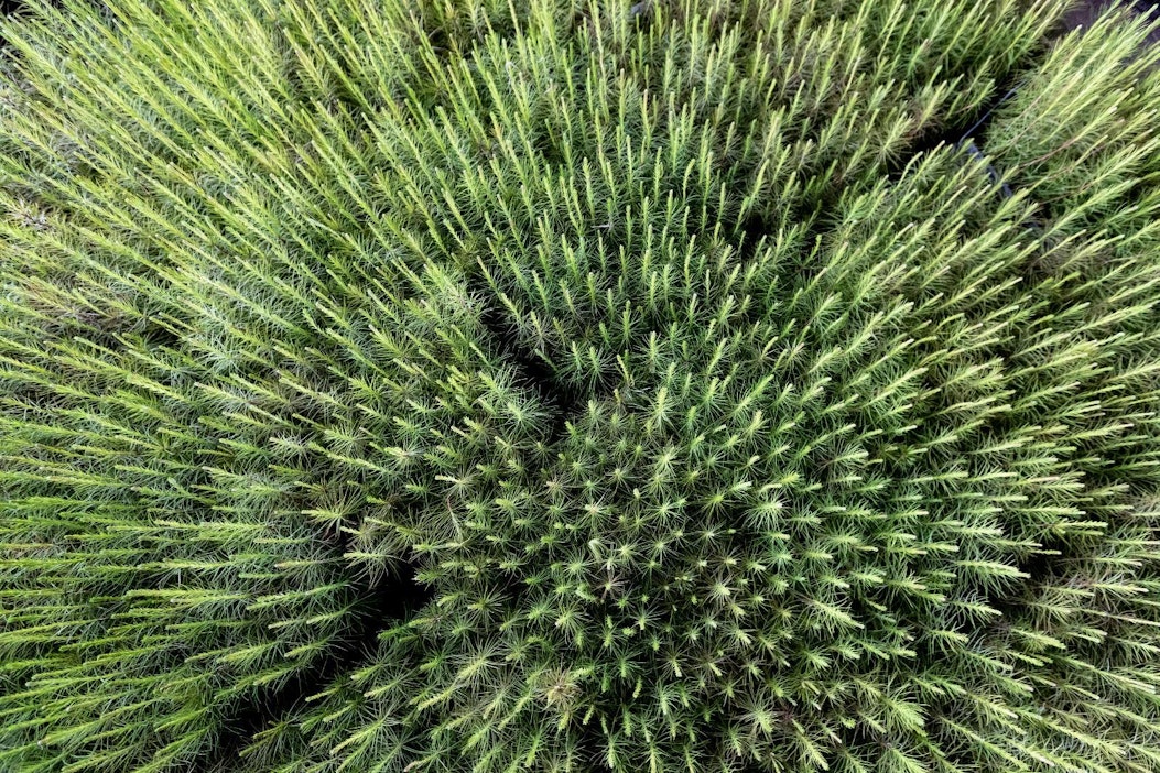 Uusia hiilinieluja luodaan muun muassa metsittämällä jättö- ja hukkamaata.