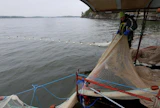 Nuottaa vedetään Vesijärvellä syksyisin ja keväisin. Jäiden aikaan poistokalaa pyydetään rysällä. Kuvassa nuottaa nostaa Esa Huhtanen.