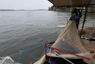 Nuottaa vedetään Vesijärvellä syksyisin ja keväisin. Jäiden aikaan poistokalaa pyydetään rysällä. Kuvassa nuottaa nostaa Esa Huhtanen.
