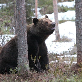 Tämä uniltaan herännyt karhu on kuvattu Lieksassa.