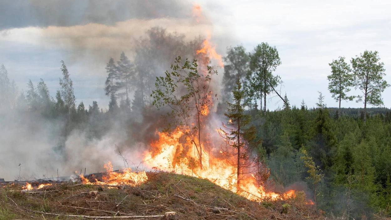 EU aikoo ottaa kantaa luonnon monimuotoisuuteen. Kuvassa metsänkulotusta Juupajoen Hyytiälässä.