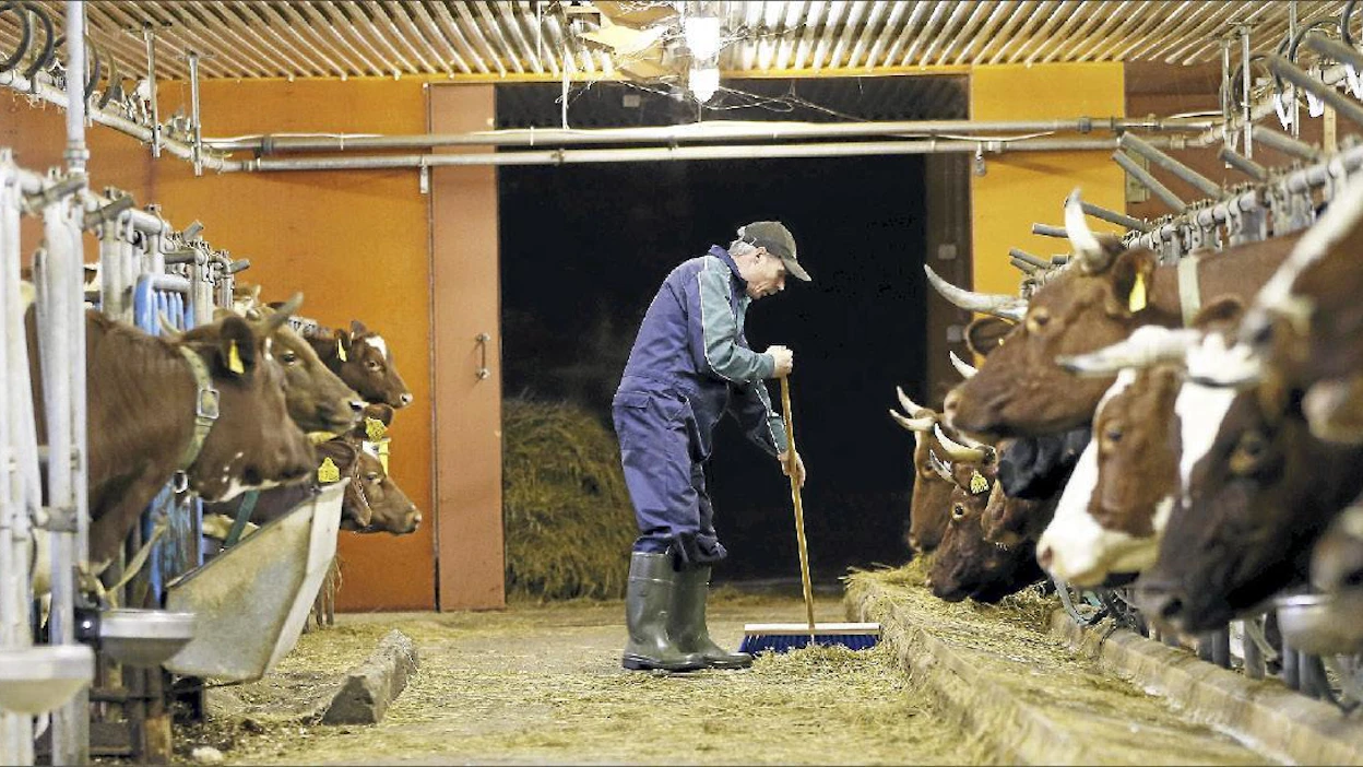 Urho Guttormilla on maidon tuotannosta yli 30 vuoden kokemus. Navetassa on nyt 23 lypsävää. Pekka Fali