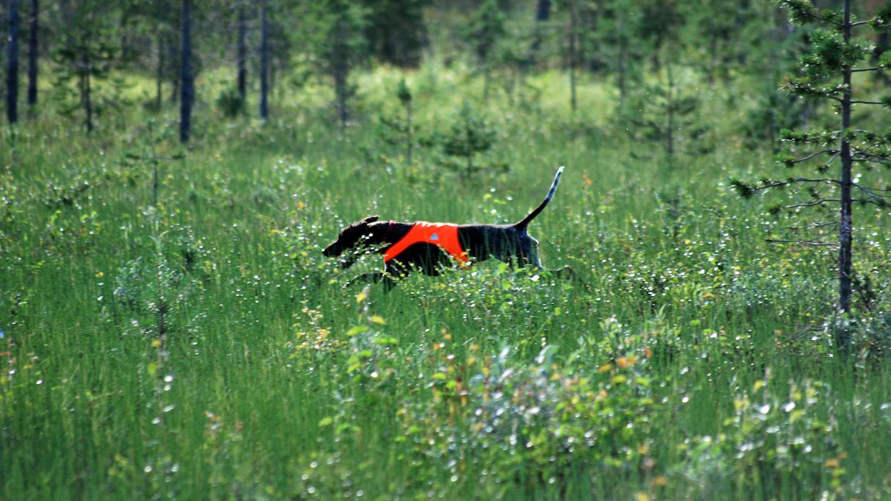 Ylä-Lapin kunnissa kanalintuja lasketaan linjalaskentana heinä–elokuun vaihteessa.