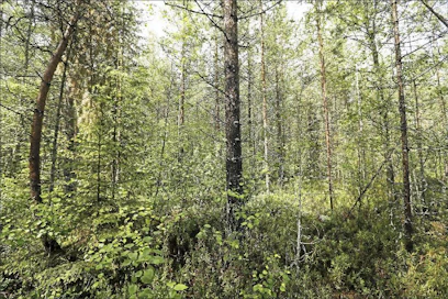 Meidän metsälakimme turvaa metsien säilymisen ja uudella lailla monimuotoisuus vielä lisääntyy, kirjoittaja toteaa. Pekka Fali