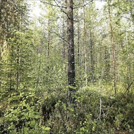 Meidän metsälakimme turvaa metsien säilymisen ja uudella lailla monimuotoisuus vielä lisääntyy, kirjoittaja toteaa. Pekka Fali