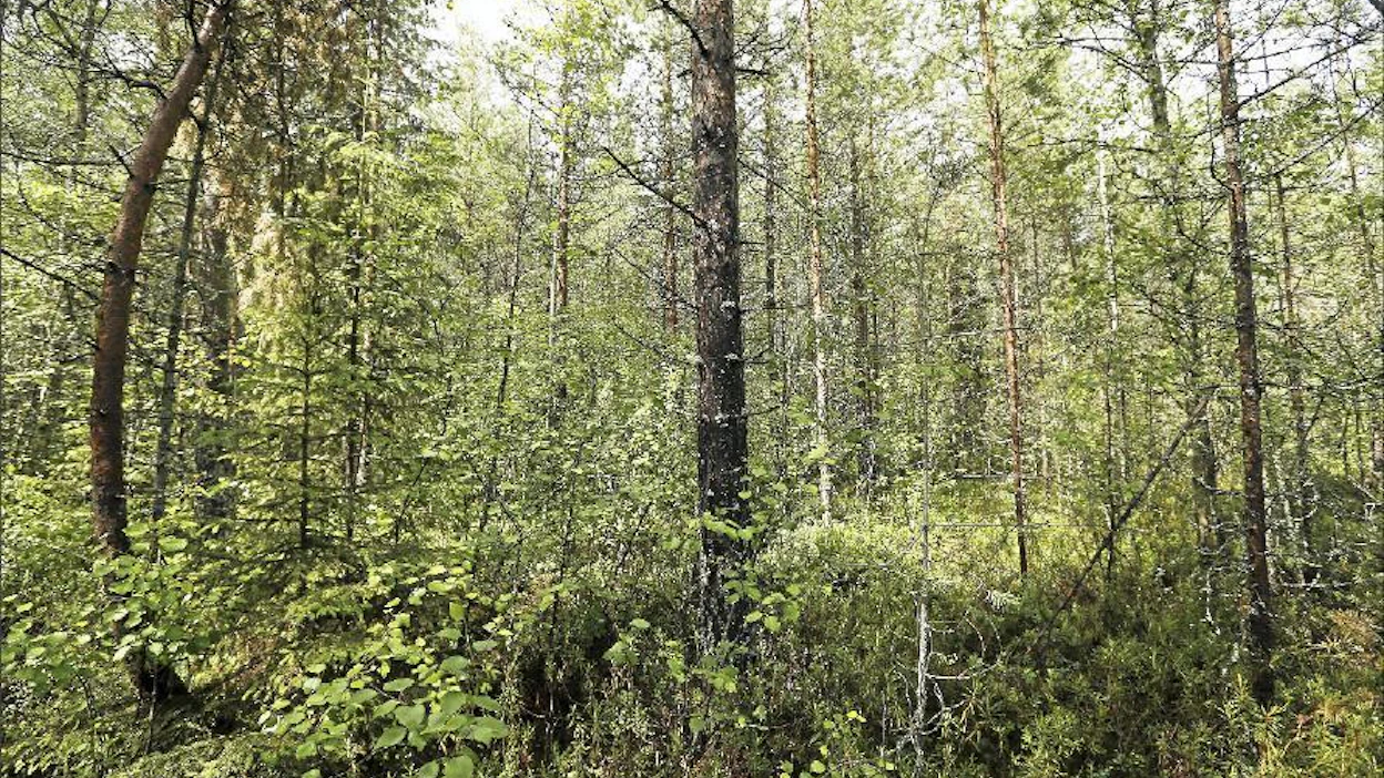 Meidän metsälakimme turvaa metsien säilymisen ja uudella lailla monimuotoisuus vielä lisääntyy, kirjoittaja toteaa. Pekka Fali