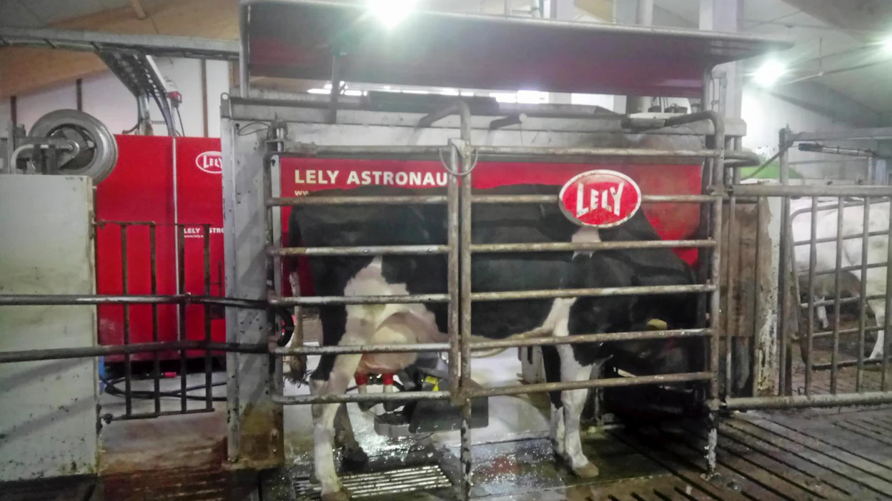 Pakaraisen ja Rastilan tilan holsteinlehmät ovat nopealypsyisiä, maidonvirtaus on Lelyn asteikolla keskimäärin 3,1. Lypsynopeus on yksi lehmän tärkeimpiä ominaisuuksia, kun halutaan saada robotin kapasiteetti tehokkaaseen käyttöön.
