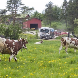 Markku Vuorikari Joka toinen päivä tilalla vieraileva maitoauto on lehmille tuttu näky.