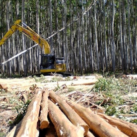 UPM harkitsee uuden eukalyptussellutehtaan rakentamista Uruguayn sisämaahan.