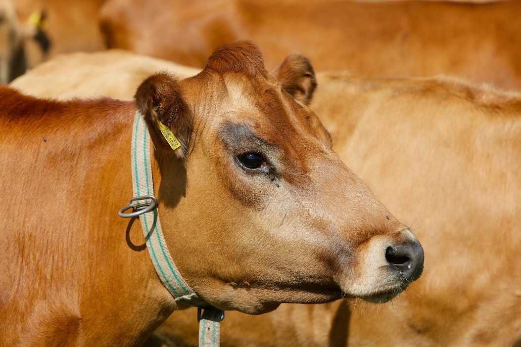 Kuvassa länsisuomenkarjan lehmä.