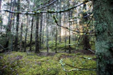 Keskiverto viime vuonna myyty metsätila oli 31,7 hehtaaria laaja ja maksoi 120 000 euroa.