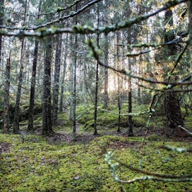 Keskiverto viime vuonna myyty metsätila oli 31,7 hehtaaria laaja ja maksoi 120 000 euroa.
