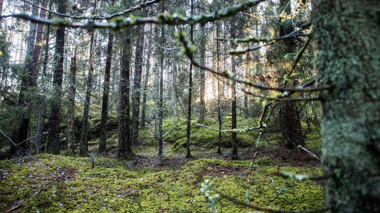 Keskiverto viime vuonna myyty metsätila oli 31,7 hehtaaria laaja ja maksoi 120 000 euroa.