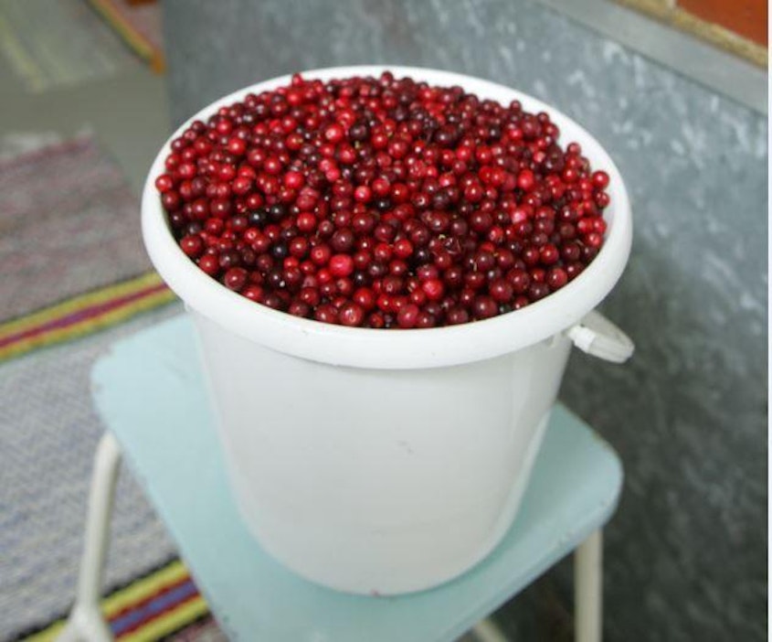 Kilpailun ideana oli kantaa marjaämpärin sijaan vesisankoa.