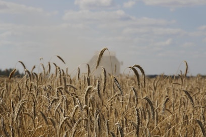 Rukiin puinnit ovat alkamassa. Ruista on kasvussa runsaasti, ja sadon odotetaan riittävän hyvin ensi talven tarpeisiin.