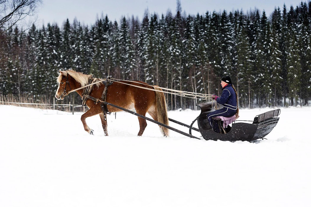 Lia Merimaa ja I-palkinnon kantakirjatamma Merimaan Ruul ovat tyytyväisiä, kun kertaalleen kadotetut rekikelit palasivat.