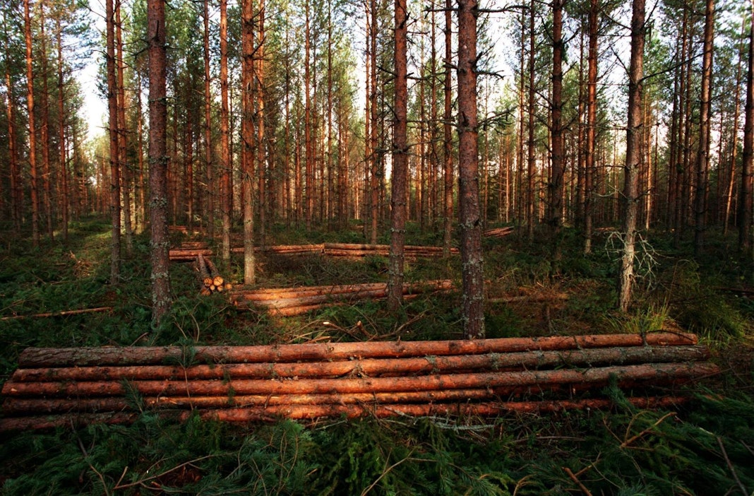 Bioenergia, kuten puu, on ilmastoneutraalia, sanoo MTK.