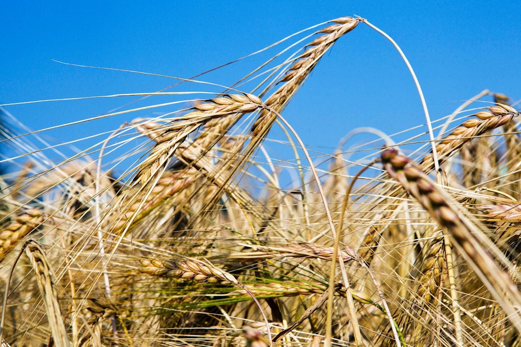 Viking Malt ryhtyy tekemään mallasohrasta kauppaa sähköisesti.