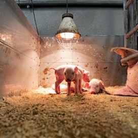 Karsinasta kauppaan -dokumentti kuvaa suomalaisten sikojen ja kanojen elämää syntymästä teurastamolle.