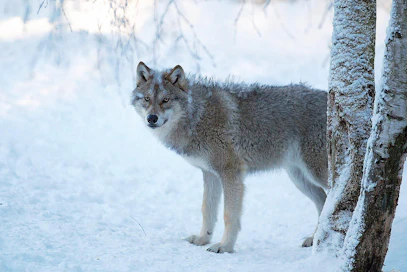 Poikkeusluvat myönnetään metsästyslain säännösten perusteella, mutta näiden säännösten taustalla on EU:n luontodirektiivi.