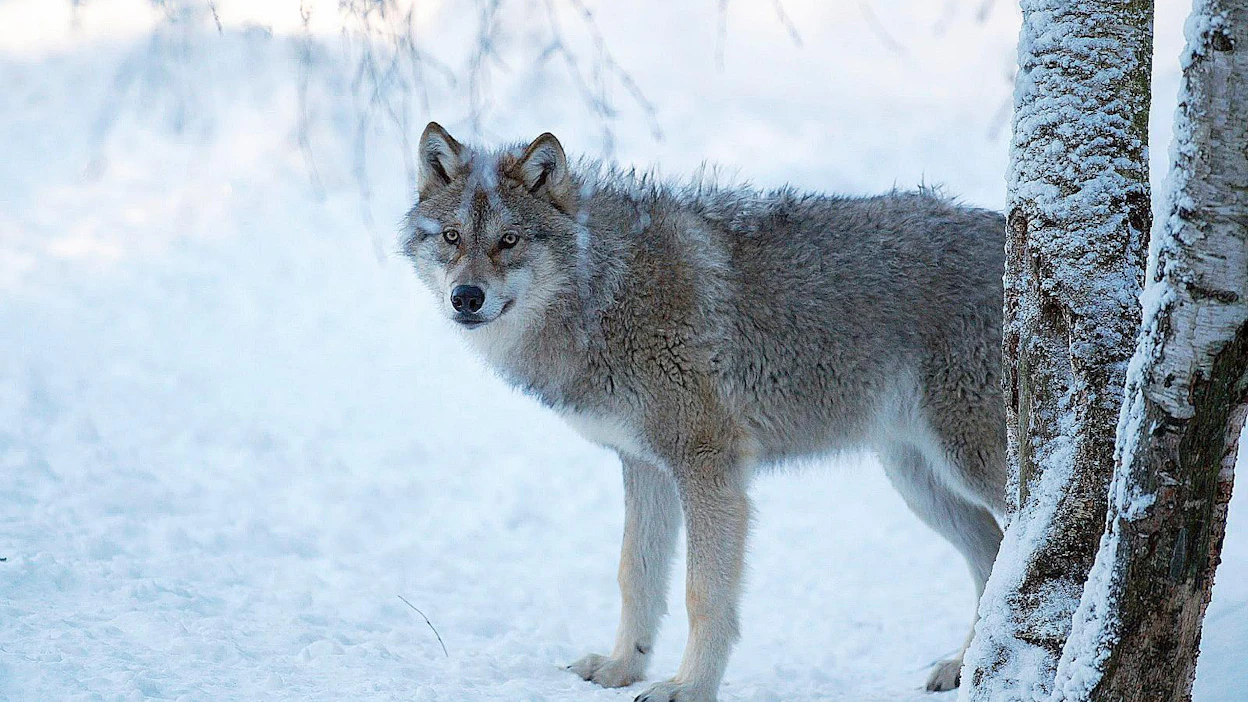 Poikkeusluvat myönnetään metsästyslain säännösten perusteella, mutta näiden säännösten taustalla on EU:n luontodirektiivi.